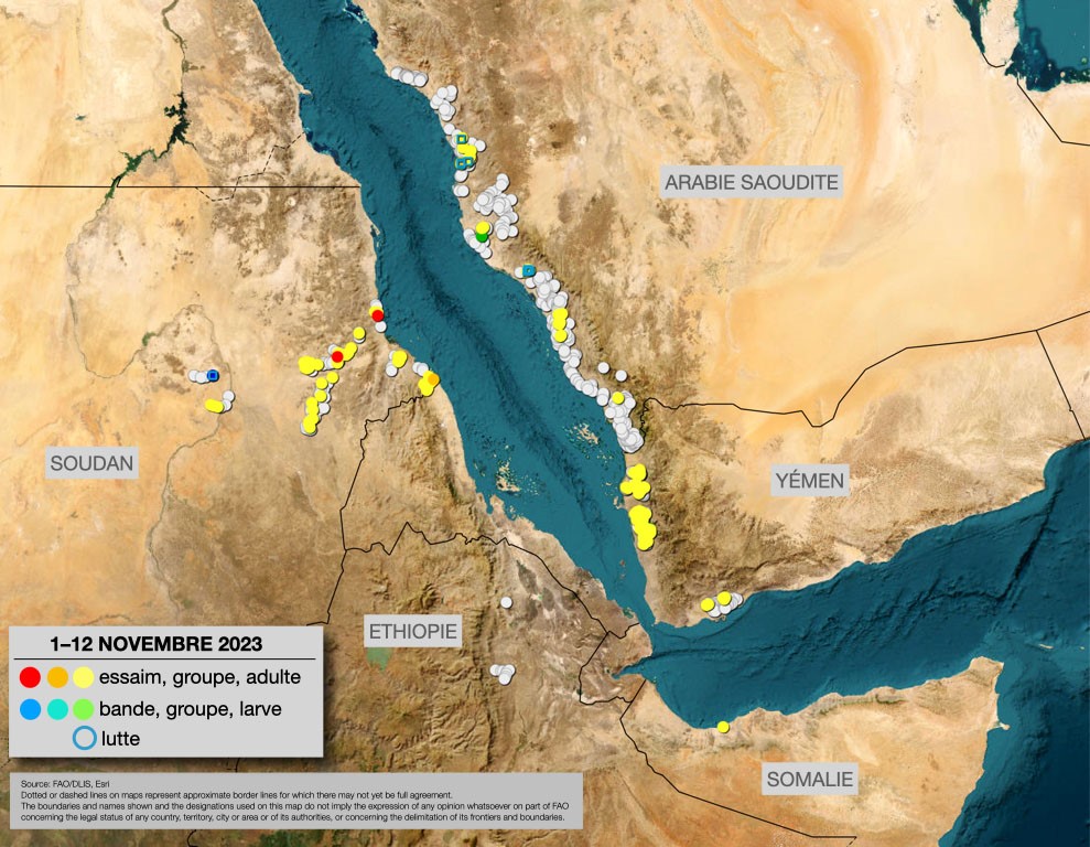13 novembre 2023. La reproduction hivernale a débuté dans la mer Rouge et le Golfe d&#039;Aden
