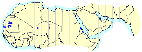 5 February. Unprecedented rains in Mauritania