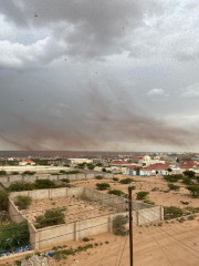سرب من الجراد الصحراوي في سماء هرجيسا، الصومال بتاريخ  14 أغسطس