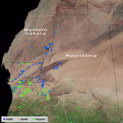 2 novembre. De petites bandes commencent à se former dans le nord-ouest de la Mauritanie