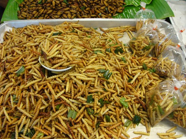 Lowimpact Food  Pourquoi manger les insectes comestibles ?