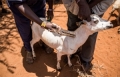 FAO urges African governments to regulate urban livestock sector