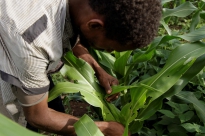 ethiopia fao armyworm fall maize continues fields spread inspecting tamiru infested farmer legesse southern farm credit his
