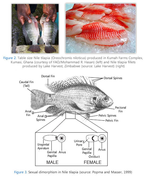 Labelling of a tilapia fish