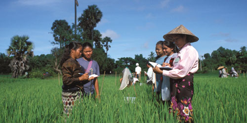 Integrated pest management training at a farmers' field school - © FAO / K Pratt 