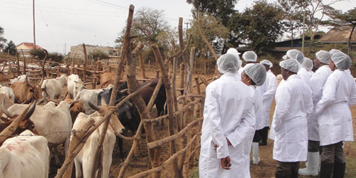 Training in Kenya - © FAO