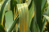 La rouille du blé reste une menace constante mais négligée