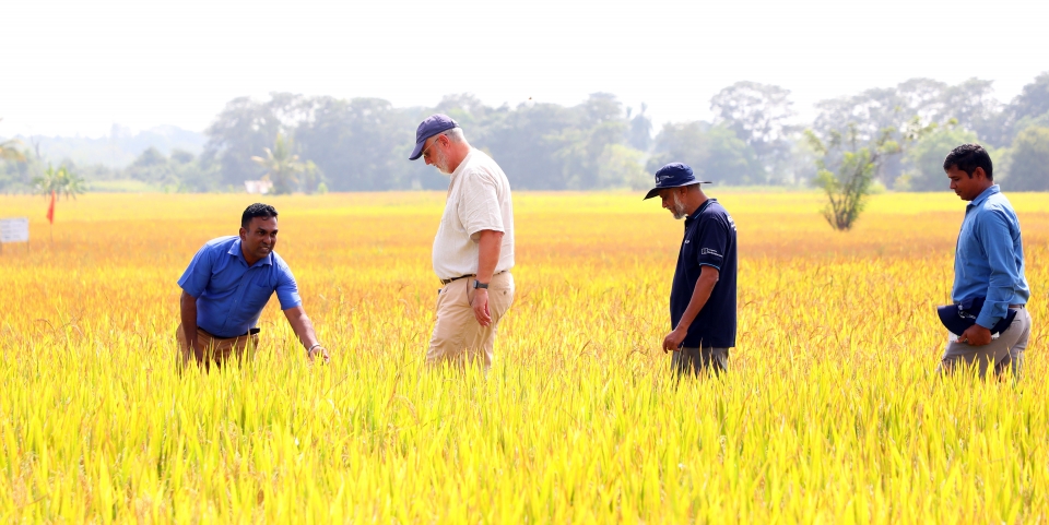 Renforcer l'autonomie des riziculteurs sri-lankais grâce à un apprentissage innovant : Lancement des journées sur le terrain pour les producteurs et de la plateforme numérique Nenawagawa