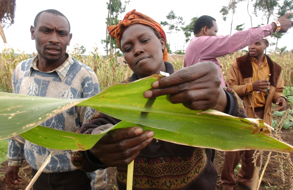 Universities across three Eastern African nations integrate Farmer Field School methodology into curricula