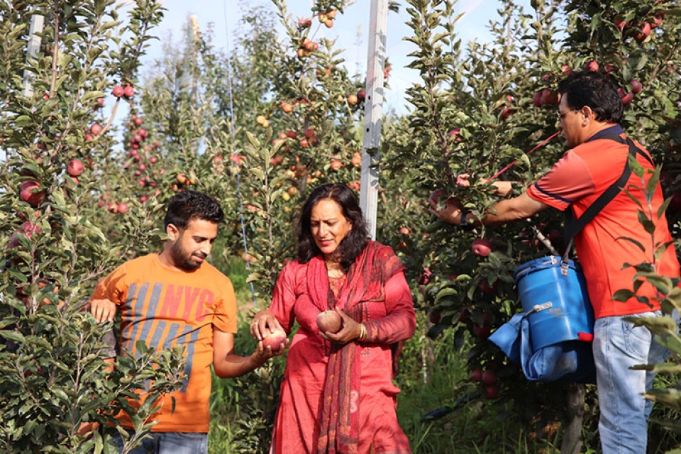 Agroecology of diverse cropping systems and modern apple orchards in India - from Organic Production to Marketing
