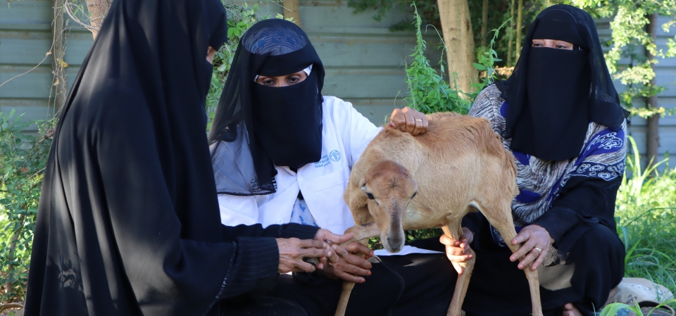 Cultivating Change: How Farmer Field Schools on livestock and dairy are empowering rural Yemeni women 