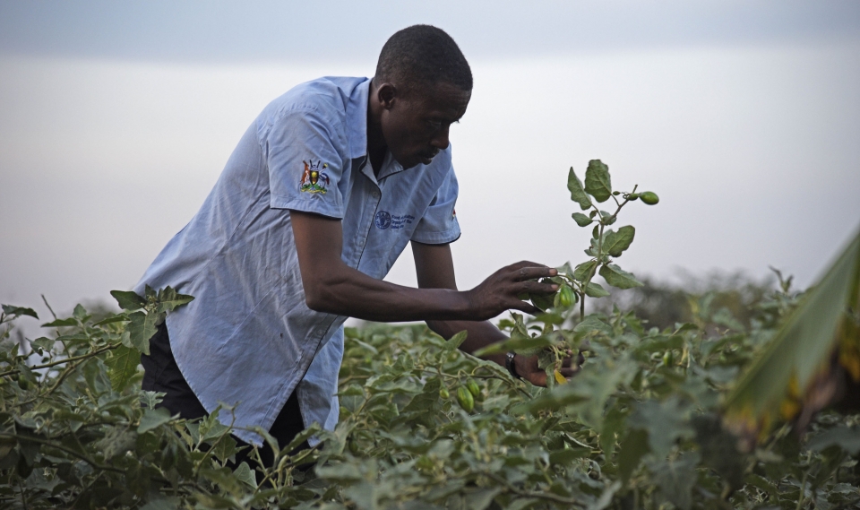 Uganda and FAO launch a new Strategy for Youth Employment in Agriculture