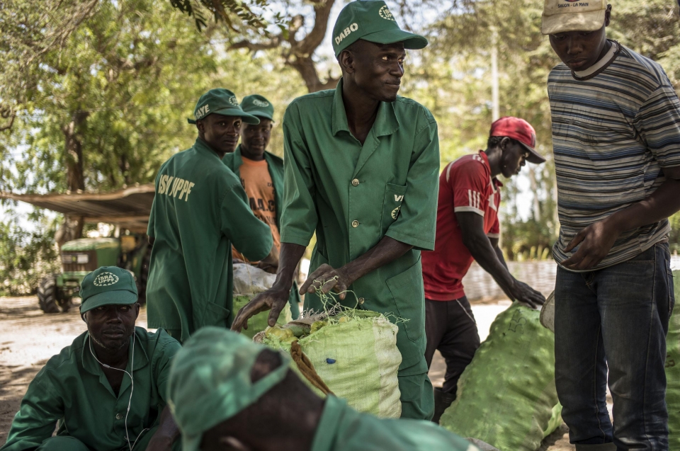 Senegal: A rural youth employment policy champion