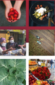 Webinar: Cities and Covid-19 - food access for vulnerable communities in practice