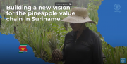 Building a new vision for the pineapple value chain in Suriname