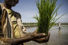 La riziculture redonne de l'espoir à une communauté kenyane