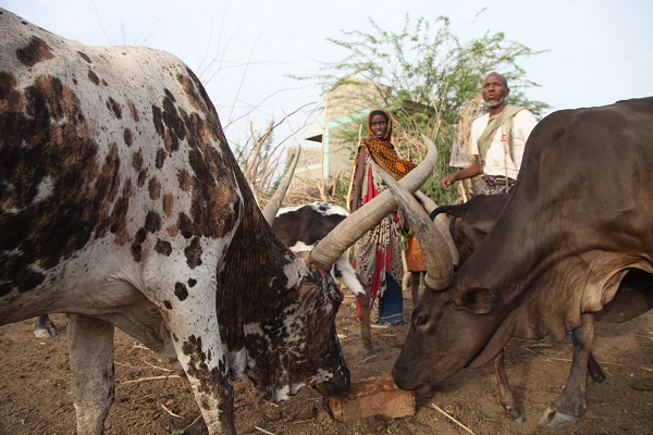Drought-stricken herders in Ethiopia need urgent support 1