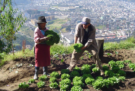 Fao News Article Growing Greener Cities In Latin America And