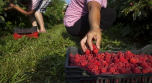  from EU and FAO, helps raspberry farmers in Serbia.