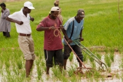 Capitalisation de l’approche Champs écoles de producteurs pour une intensification durable de la production de riz