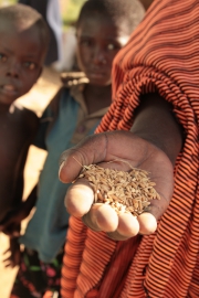 A travers le projet APRAO, la FAO donne un nouvel élan au secteur semencier au Niger 