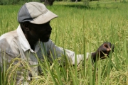 La promotion d’une action participative contribue au développement de la riziculture pluviale au Sénégal