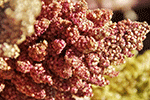 Plate-forme d’information sur le quinoa