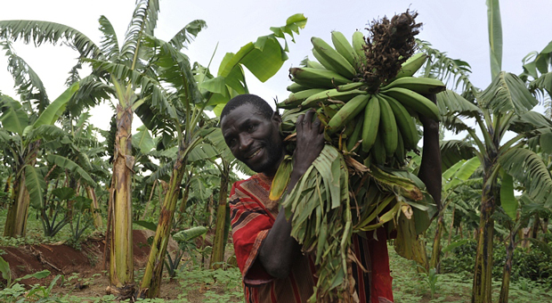 Why are banana trees producing failed fruit