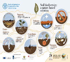 Soil biodiversity: a nature-based solution