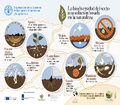 La biodiversidad del suelo una solución basada en la naturaleza