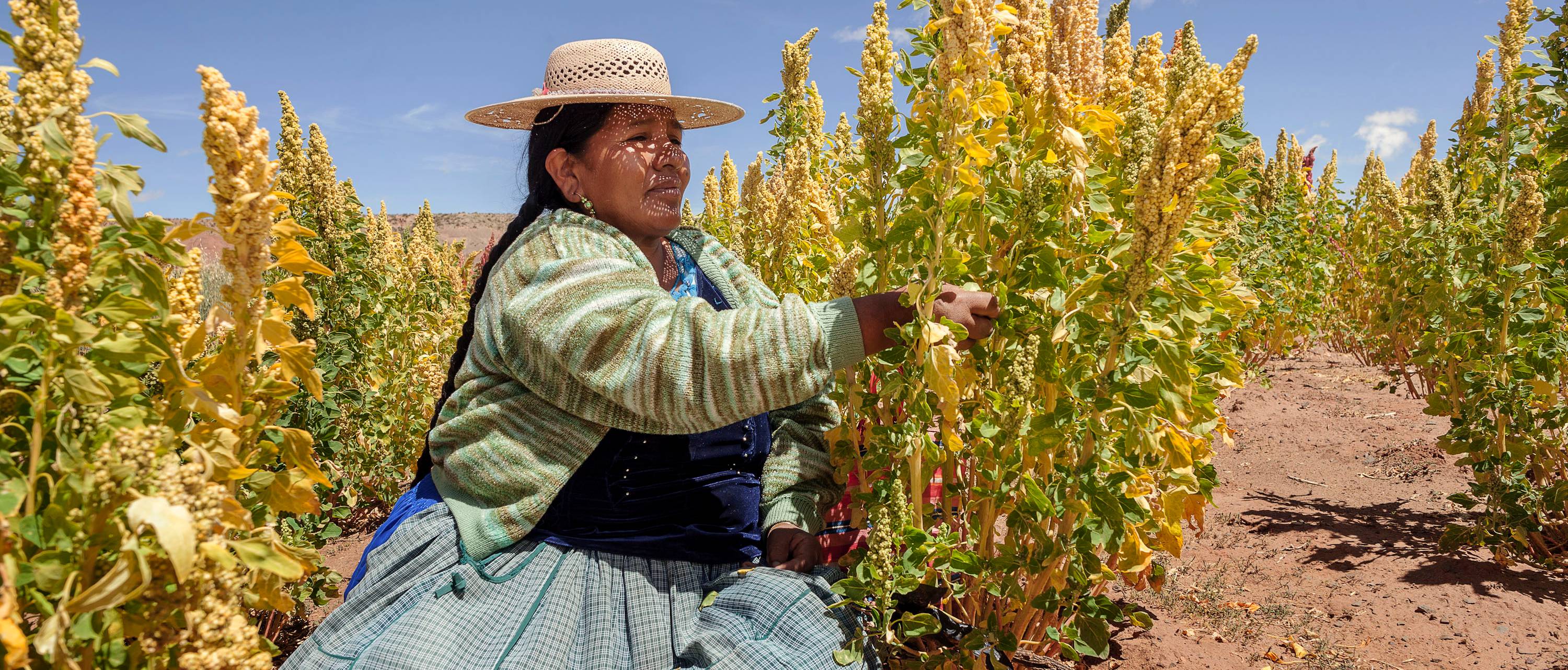 ©FAO/Country: Bolivia