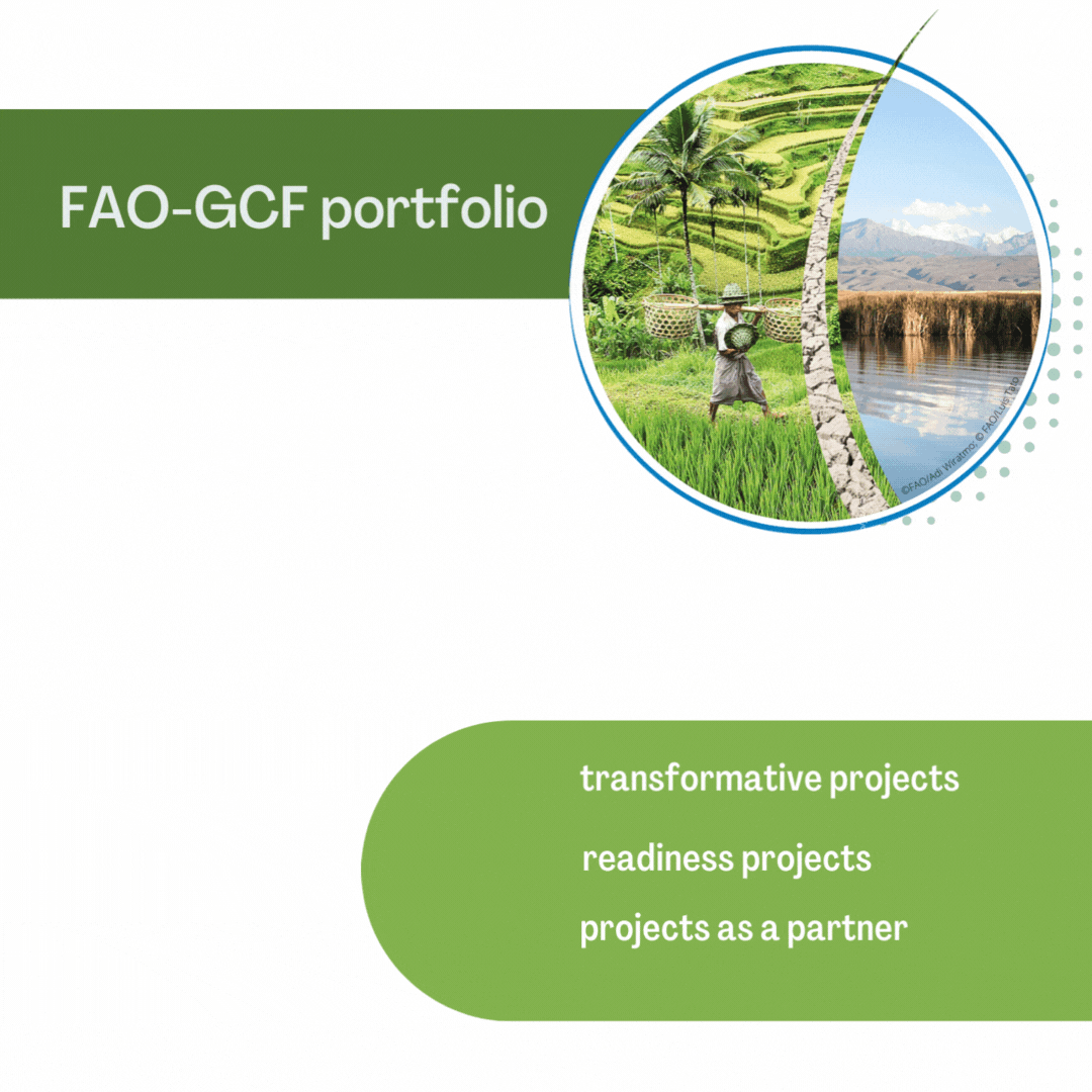 FAO-GCF portfolio is valued at USD 1.2 billion, with 20 transformative projects, 83 readiness grants and 8 projects as an implementing partner