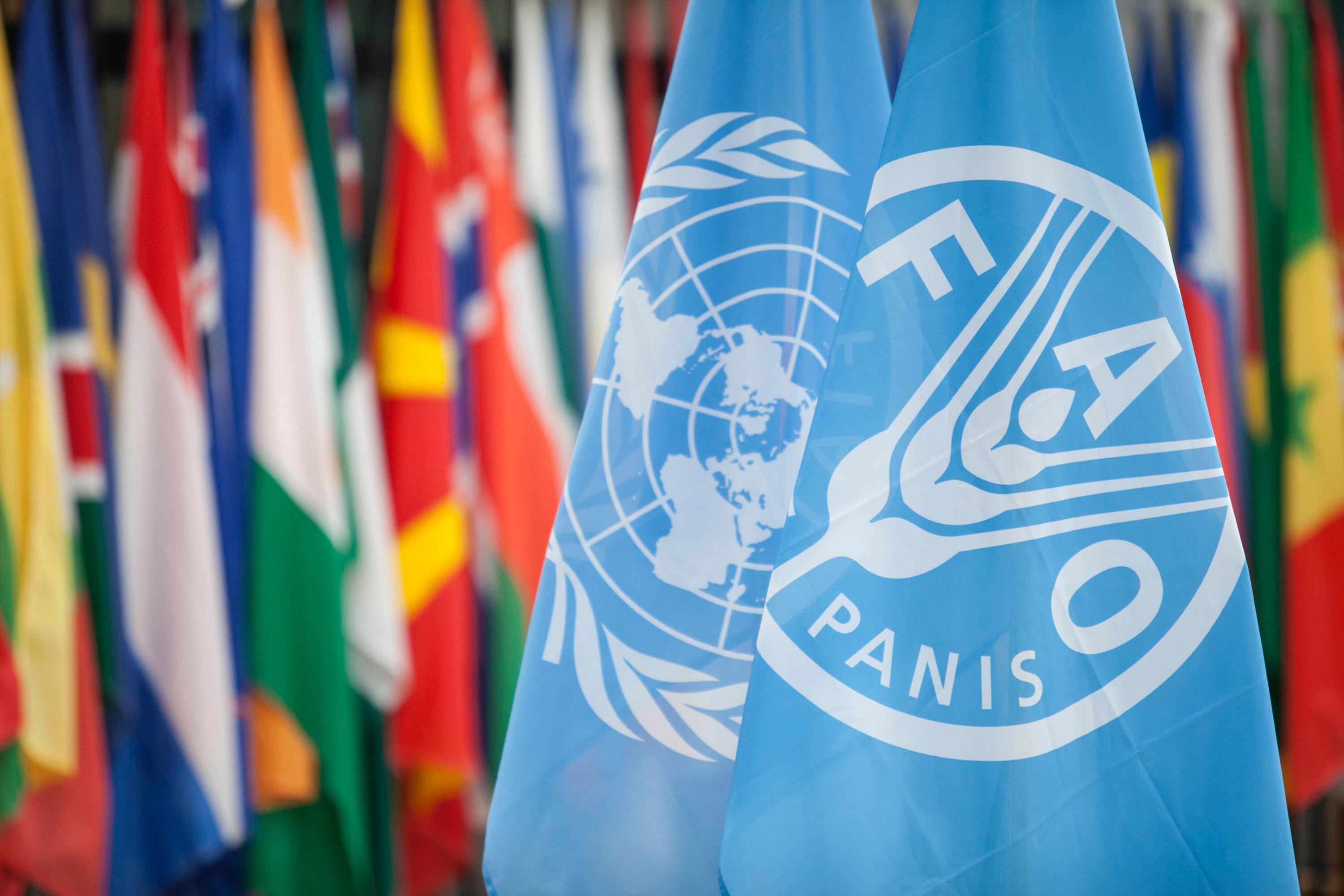 FAO and UN Flag © FAO/Giulio Napolitano