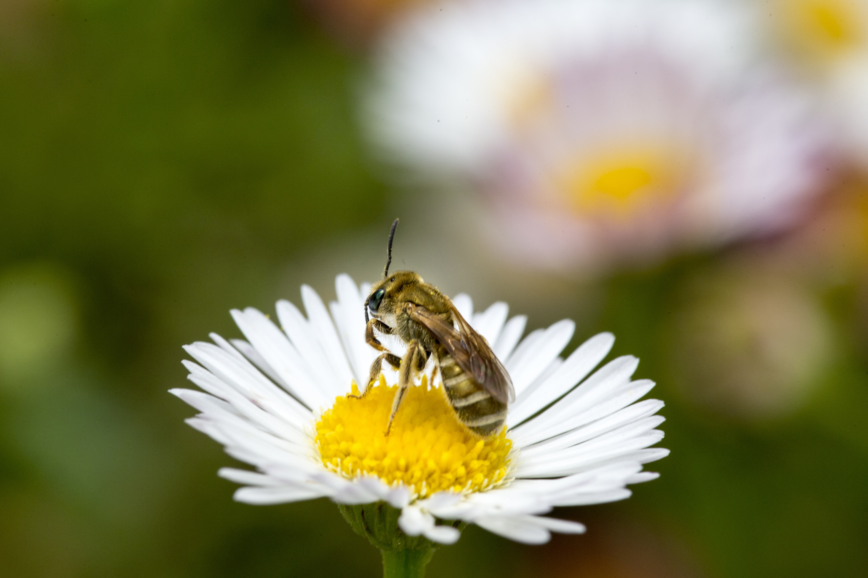 Global Action on Pollination Services