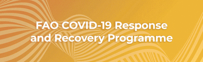 FAO COVID-19 Response and Recovery Programme