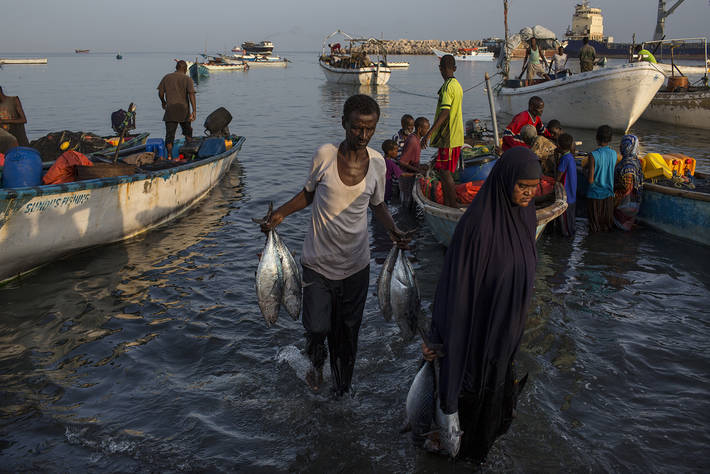 Сомалийские рыбаки несут свой улов на берег. Photo: ©FAO/Arete Will Baxter