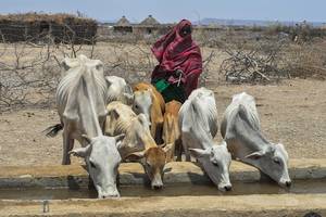 Photo: ©FAO/IFAD/WFP Michael Tewelde