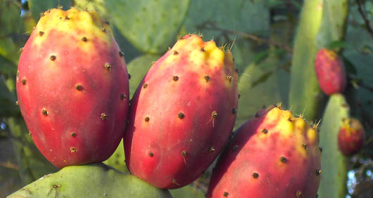Cactus Pear Fao Food And Agriculture Organization Of The United Nations