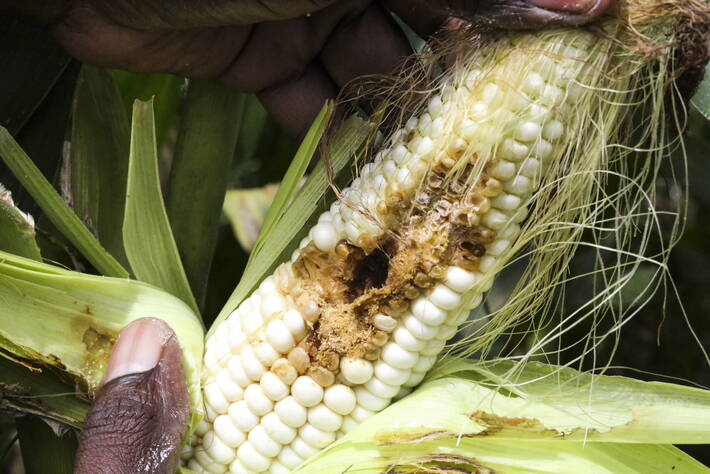 Climate change fans spread of pests and threats plants and crops, new FAO study