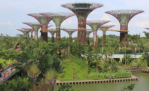 Photo: ©FAO/"Supertree Grove, Gardens by the Bay, Singapore - 20120712-02" by Shiny Things Flickr: Supertree Forest.Licensed under CC BY 2.0 via Wikimedia Commons - http://commons.wikimedia.org/wiki/File:Supertree_Grove,_Gardens_by_the_Bay,_Singapore_-_20120712-02.jpg#/media/File:Supertree_Grove,_Gardens_by_the_Bay,_Singapore_-_20120712-02.jpg