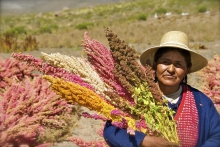Many varieties of quinoa are cultivated.