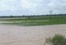 Prevent, Prepare, Respond to food and agriculture threats and emergencies and build back better