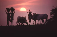 ©FAO/J. Isaac