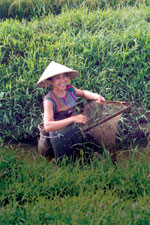 © FAO/M. Halwart