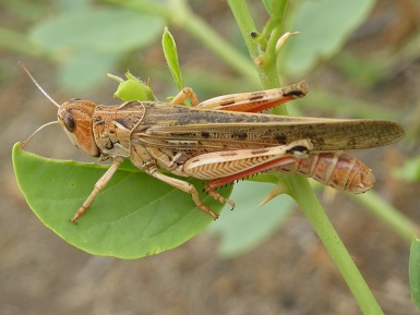 Moroccan Locust (DMA), Tajikistan 2008 ©FAO/A. Monard