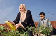 Fayum, Egypt- Produce improves family nutrition and surplus is sold to increase income and pay school fees.