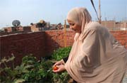 Fayum, Egypt- A TeleFood project helps a poor Egyptian family cultivate vegetables free of pesticides on the roof of their house.