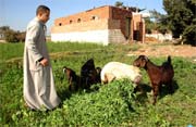 El-Hamidiyah el-Gadida, Egypt- During his free time, Waël Abdessalam looks after three goats and a sheep bought from the money earned by FAO’s TeleFood rabbit raising project.