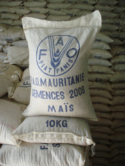Maize seed for distribution in Mauritania