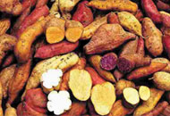 © CIP (International Potato Center)/ R.Kapinga